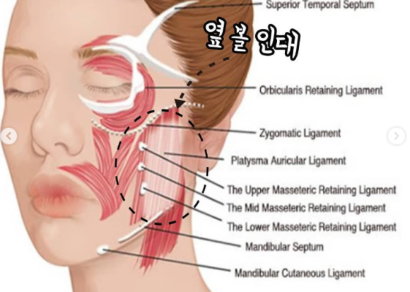 결론 – 앞볼·팔자보다 먼저 봐야 할 것은 중안면입니다.
