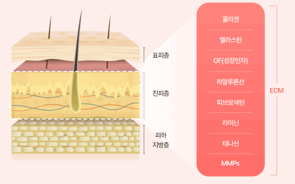 4) 왜 쥬베룩·리쥬란과  “기전이 다르다”라고 하나요?